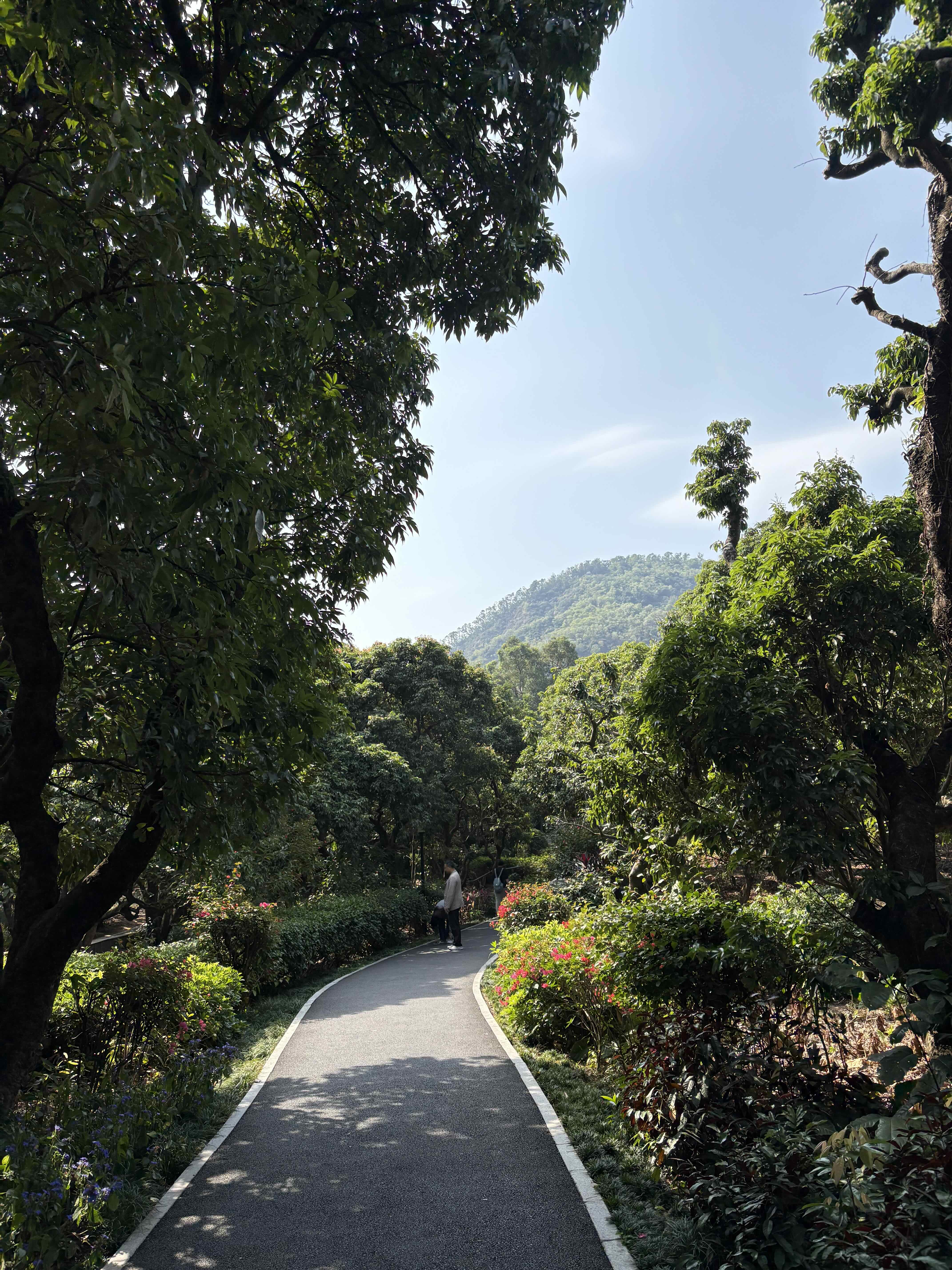 荔林公园内遥望南山